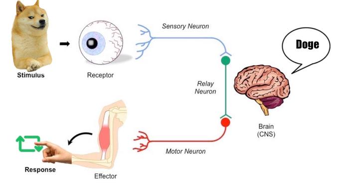 Sensory Neuron Doge Stimulus Receptor Relay Neuron Brain (CNS) Motor Neuron Response Effector