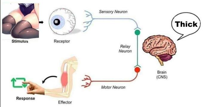 Sensory Neuron Thick Stimulus Receptor Relay Neuron Brain (CNS) Motor Neuron Response Effector