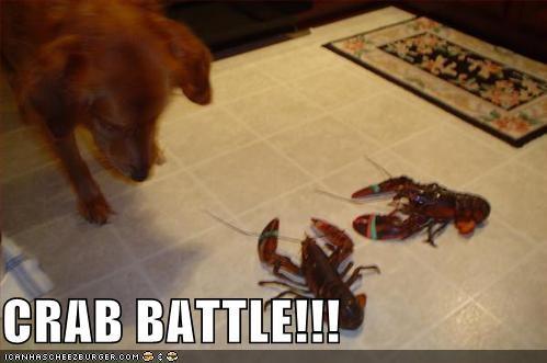 CRAB BATTLE!!! ICANHASCHEEZBURGER.COM
