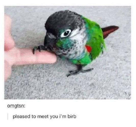 omgtsn: pleased to meet you i'm birb