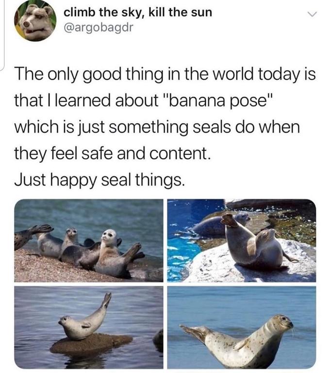 climb the sky, kill the sun @argobagdr The only good thing in the world today is that I learned about "banana pose" which is just something seals do when they feel safe and content. Just happy seal things.