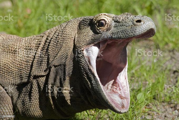 ock iStock iSto Images by Getty by Getty iStock nages" by Getty Images" by Gety Inges" etty tmag by Getty 157283504