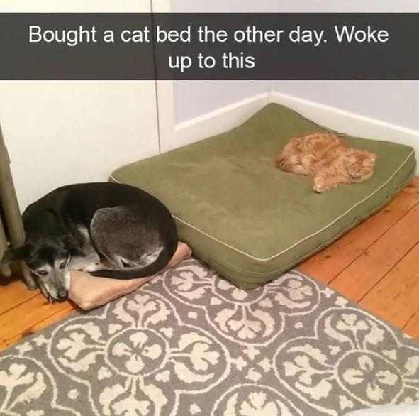 You Get The Inferior Bed, Dog | Cats | Know Your Meme