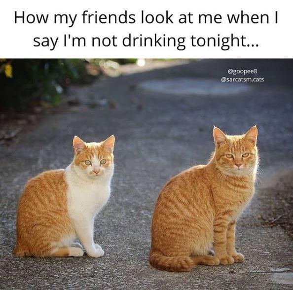 How my friends look at me when I say l'm not drinking tonight... @goopee8 @sarcatsm.cats