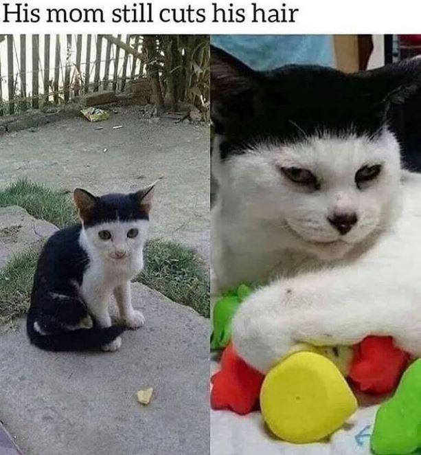 She says it's cheaper and the bowl works fine Cats Know Your Meme