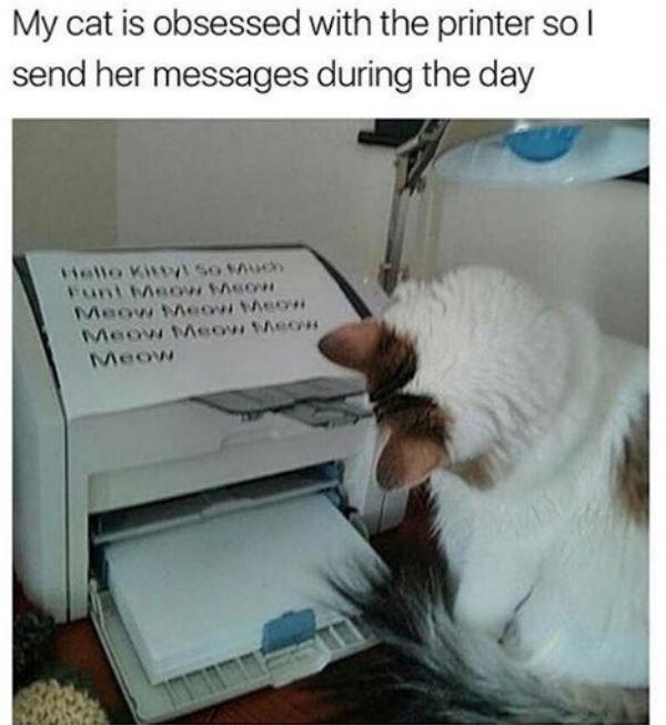 They're confidential meow-ssages | Cats | Know Your Meme