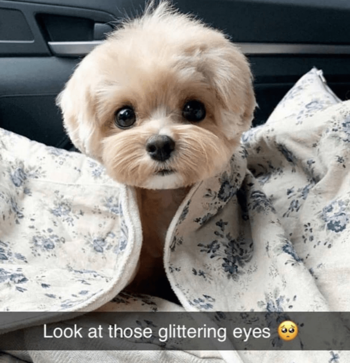 She's like a toy | Dogs | Know Your Meme