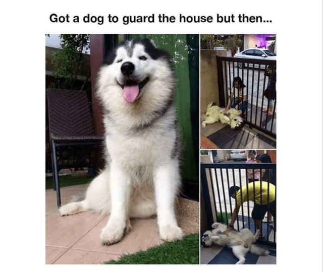 Got a dog to guard the house but then...