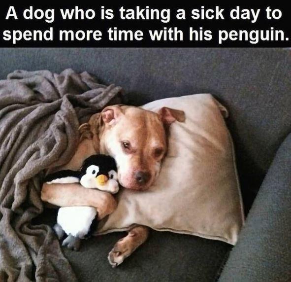 A dog who is taking a sick day to spend more time with his penguin.