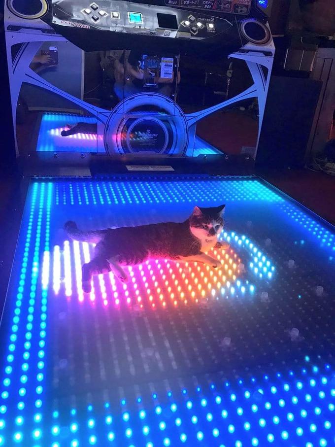 Raving cat... Raving cat | Cats | Know Your Meme