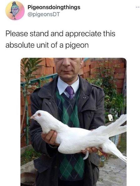 Pigeonsdoingthings @pigeonsDT Please stand and appreciate this absolute unit of a pigeon