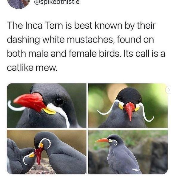 @spikėdthistlé The Inca Tern is best known by their dashing white mustaches, found on both male and female birds. Its call is a catlike mew.