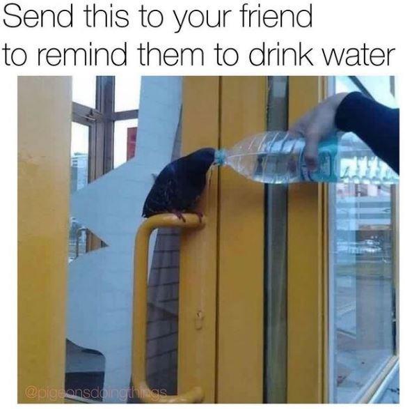 Send this to your friend to remind them to drink water @pigeonsdoingthegs