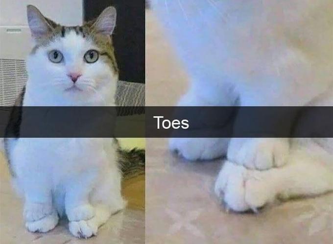 Toes