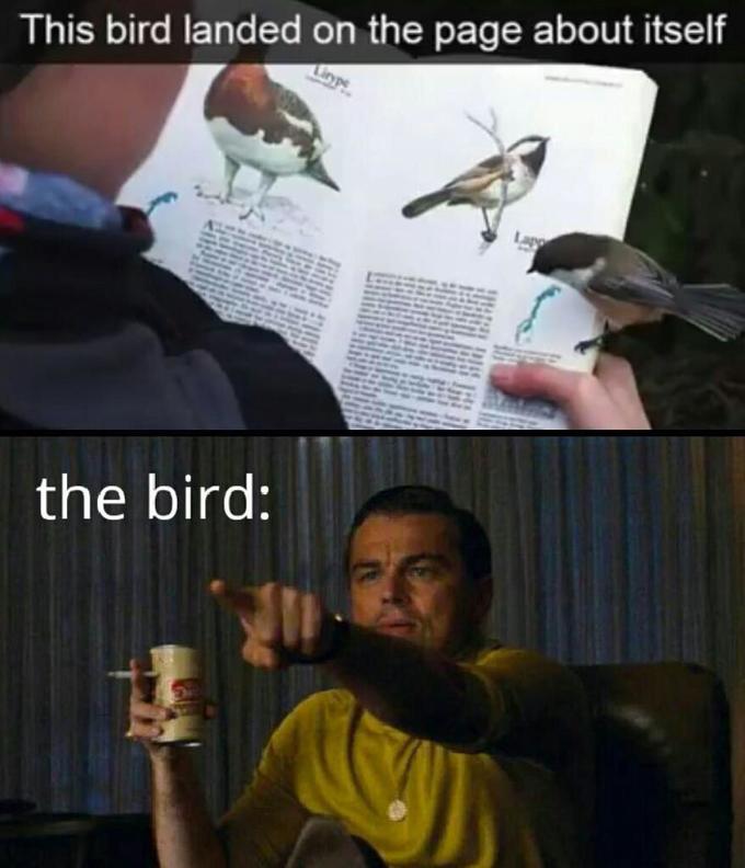 This bird landed on the page about itself Lar the bird:
