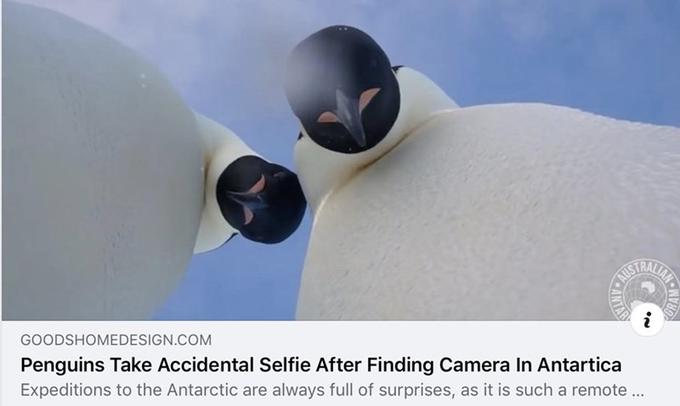 GOODSHOMEDESIGN.COM Penguins Take Accidental Selfie After Finding Camera In Antartica AUS Expeditions to the Antarctic are always full of surprises, as it is such a remote ...