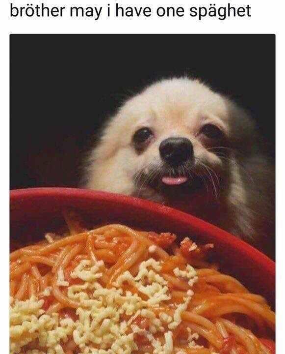bröther may i have one späghet