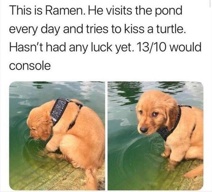 This is Ramen. He visits the pond every day and tries to kiss a turtle. Hasn't had any luck yet. 13/10 would console