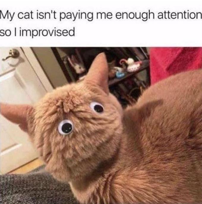 My cat isn't paying me enough attention so l improvised