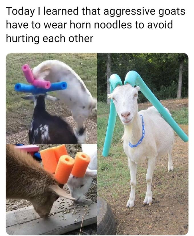 Today I learned that aggressive goats have to wear horn noodles to avoid hurting each other