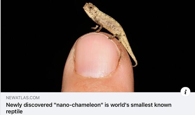 NEWATLAS.COM Newly discovered "nano-chameleon" is world's smallest known reptile