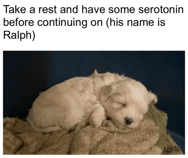 Take a rest and have some serotonin before continuing on (his name is Ralph)