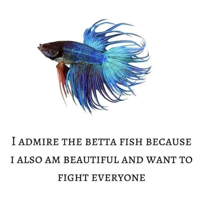 I ADMIRE THE BETTA FISH BECAUSE I ALSO AM BEAUTIFUL AND WANT TO FIGHT EVERYONE