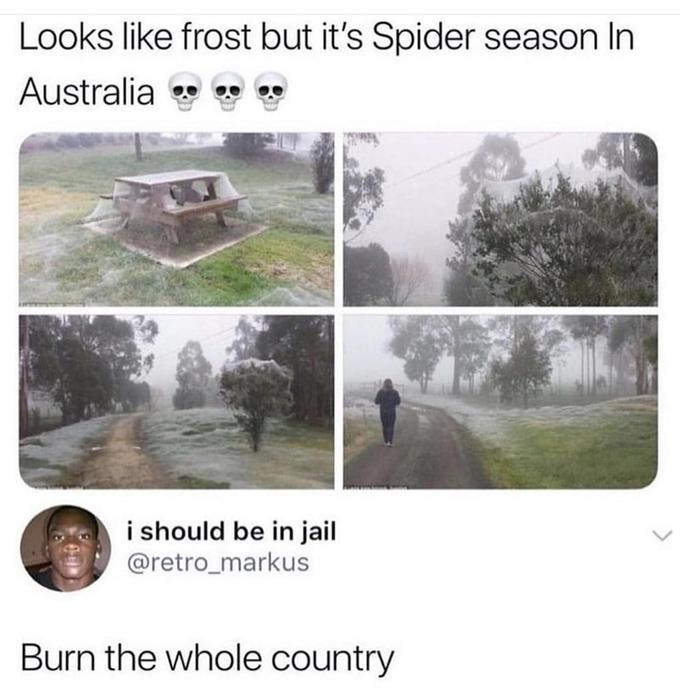 Looks like frost but it's Spider season In Australia i should be in jail @retro_markus Burn the whole country