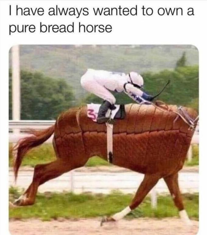 I have always wanted to own a pure bread horse