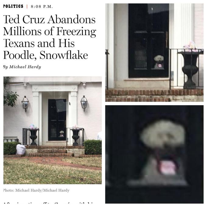 POLITICS| 8:08 P.M. Ted Cruz Abandons Millions of Freezing Texans and His Poodle, Snowflake By Michael Hardy Photo: Michael Hardy/Michael Hardy A C. •.11 •