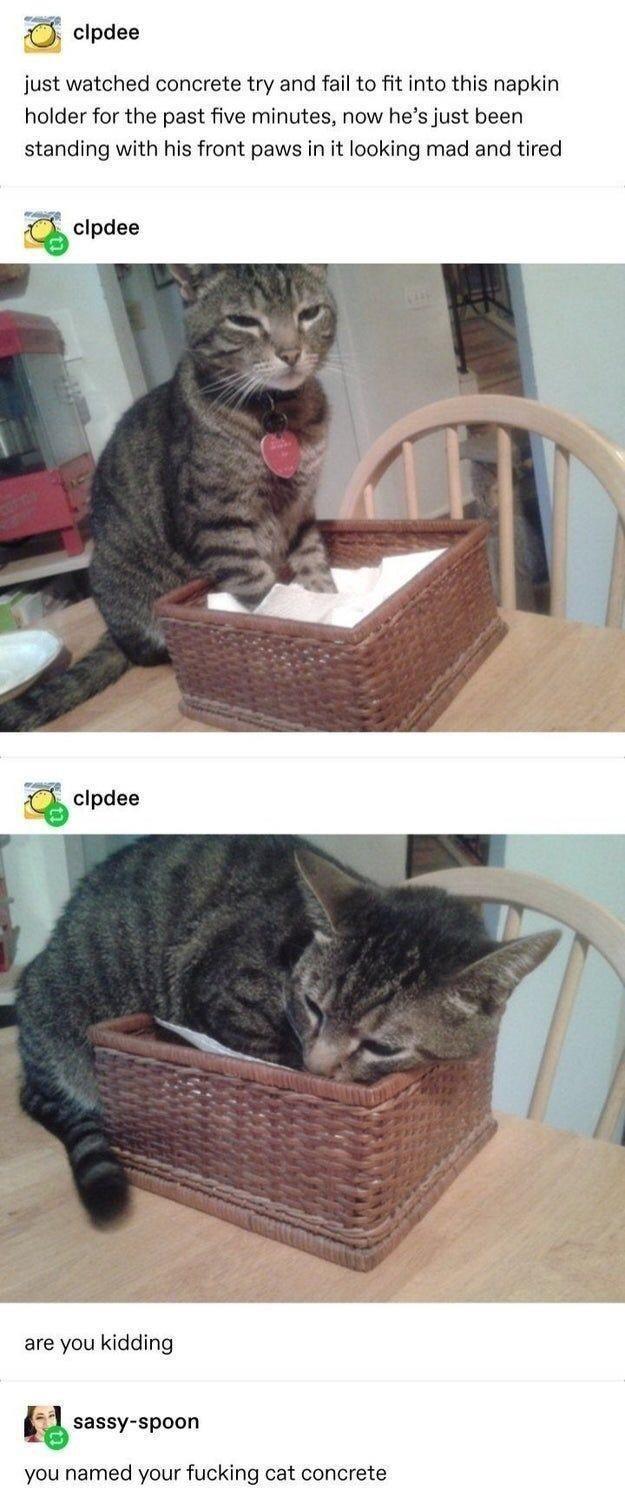 clpdee just watched concrete try and fail to fit into this napkin holder for the past five minutes, now he's just been standing with his front paws in it looking mad and tired clpdee clpdee are you kidding sassy-spoon you named your f------ cat concrete