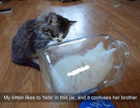 My kitten likes to 'hide' in this jar, and it confuses her brother