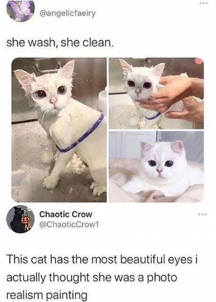 @angelicfaeiry she wash, she clean. Chaotic Crow @ChaoticCrow1 This cat has the most beautiful eyes i actually thought she was a photo realism painting