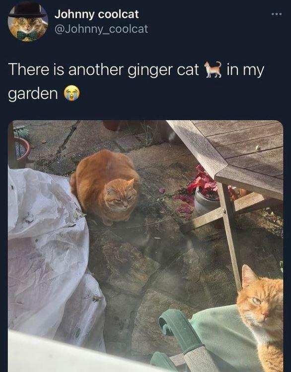 Johnny coolcat @Johnny_coolcat There is another ginger cat in my garden