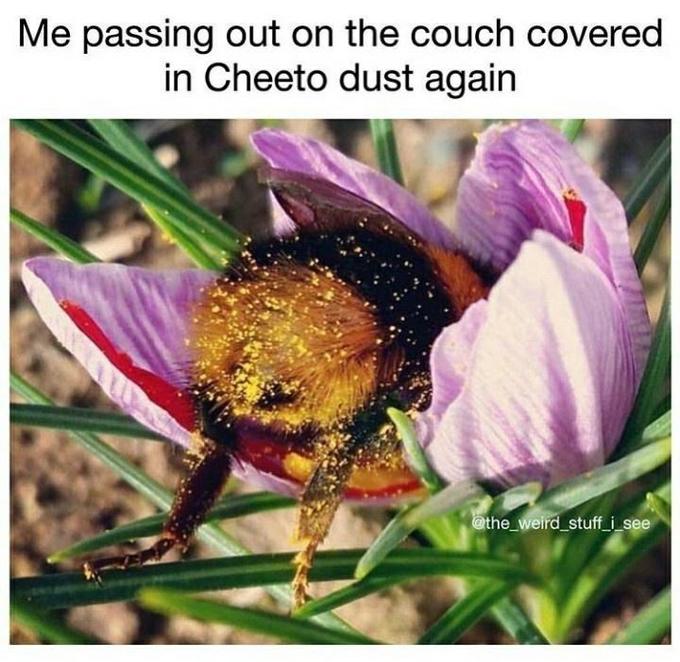 Me passing out on the couch covered in Cheeto dust again @the_weird_stuff_i_see