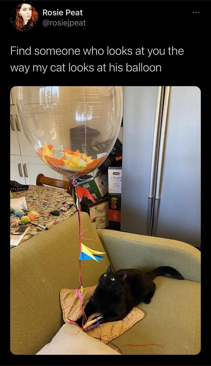 Rosie Peat @rosiejpeat Find someone who looks at you the way my cat looks at his balloon i heart WINES