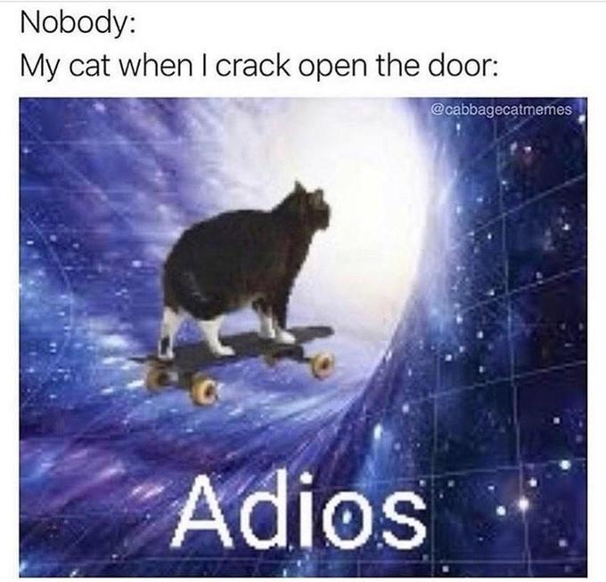 Nobody: My cat when I crack open the door: @cabbagecatmemes Adios OS