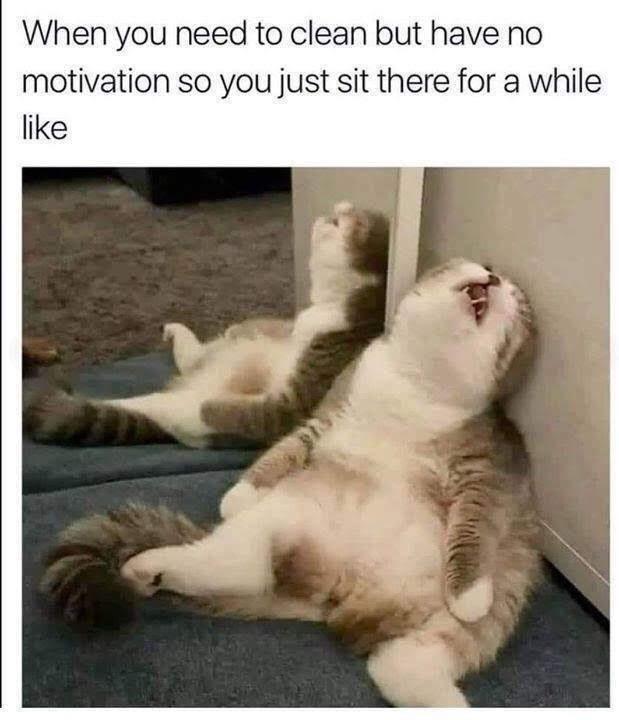 I'll do it eventually Cats Know Your Meme