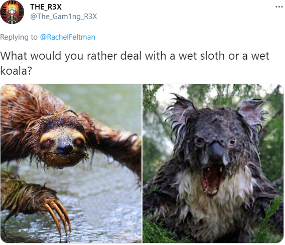 THE_R3X @The_Gam1ng_R3X Replying to @RachelFeltman What would you rather deal with a wet sloth or a wet koala?