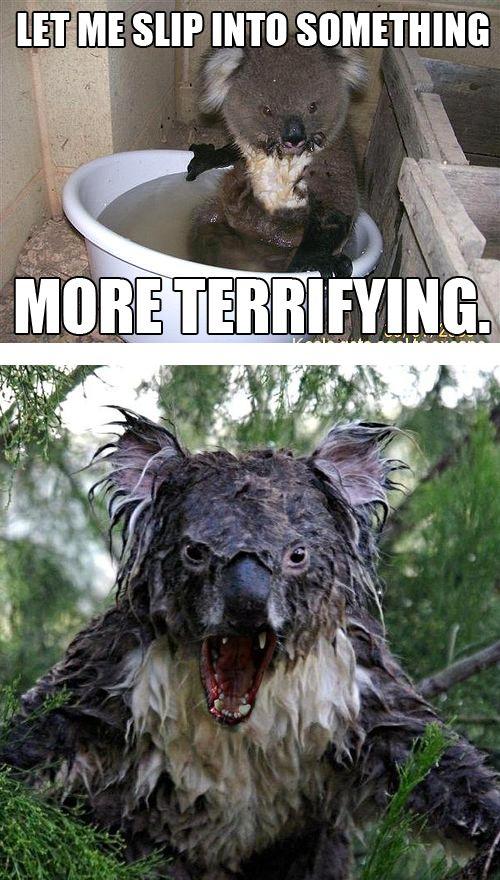 Wet Koala Bear Meme