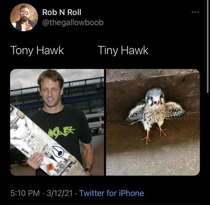 Rob N Roll @thegallowboob Tiny Hawk Tony Hawk KLE DUIK 5:10 PM · 3/12/21 · Twitter for iPhone