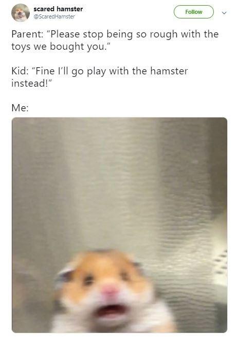 scared hamster Follow @ScaredHamster Parent: "Please stop being so rough with the toys we bought you." Kid: "Fine l'll go play with the hamster instead!" Me: