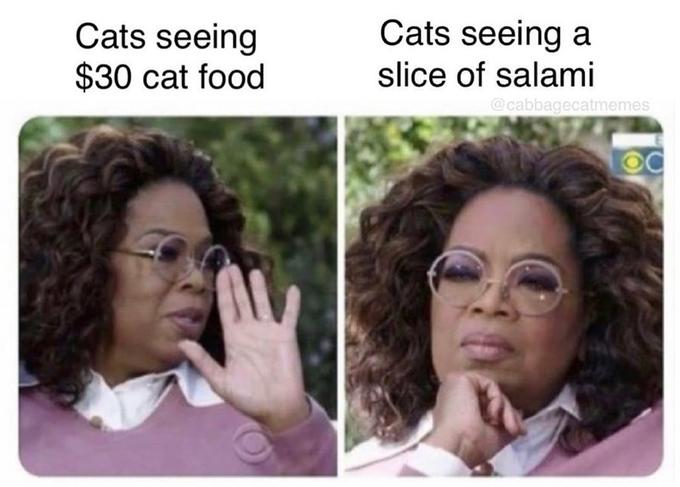 Cats seeing a Cats seeing $30 cat food slice of salami @cabbagecatmemes