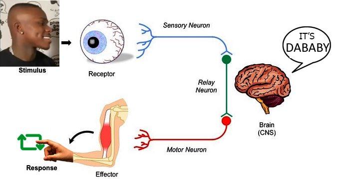 Sensory Neuron IT'S DABABY Stimulus Receptor Relay Neuron Brain (CNS) Motor Neuron Response Effector