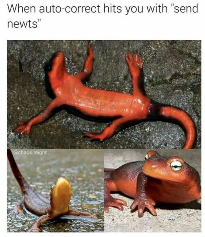 When auto-correct hits you with "send newts" @chaos.reigns_