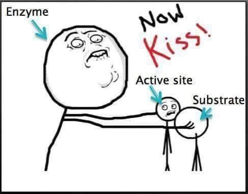 Enzyme Now Kiss! Active site Substrate