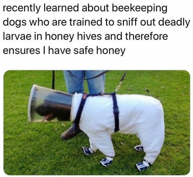 Thank you beekeeper dog! | Dogs | Know Your Meme