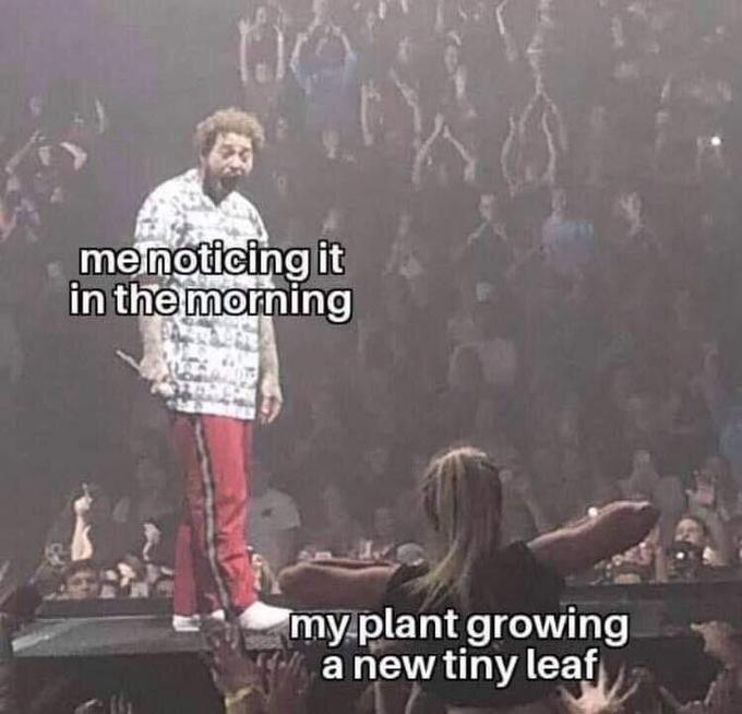 menoticing it in the morning my plant growing a new tiny leaf