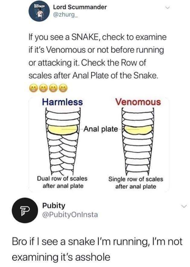 BATMAM Lord Scummander @zhurg_ If you see a SNAKE, check to examine if it's Venomous or not before running or attacking it. Check the Row of scales after A--- Plate of the Snake. Harmless Venomous A--- plate Dual row of scales after a--- plate Single row of scales after a--- plate Pubity P @PubityOninsta Bro if I see a snake l'm running, I'm not examining it's a------