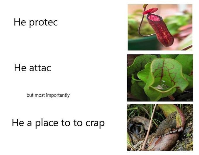 He protec He attac but most importantly He a place to to crap